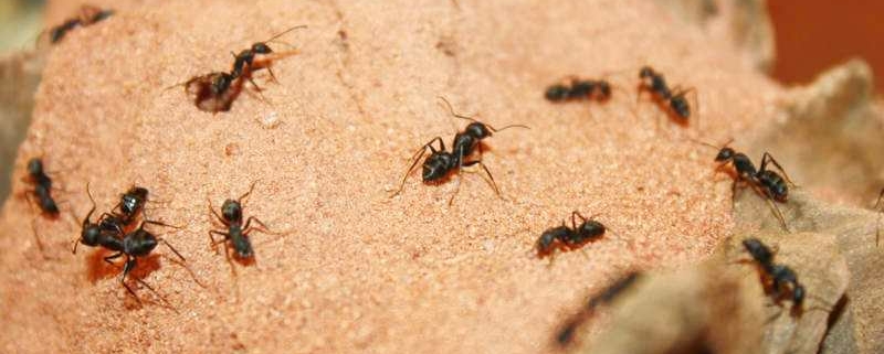 Eine Kolonie mit Ameisen in Freiburger Zoofachmarkt