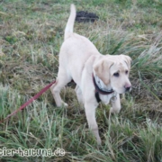 Hunderasse Labrador - passt zur aktiven Familie