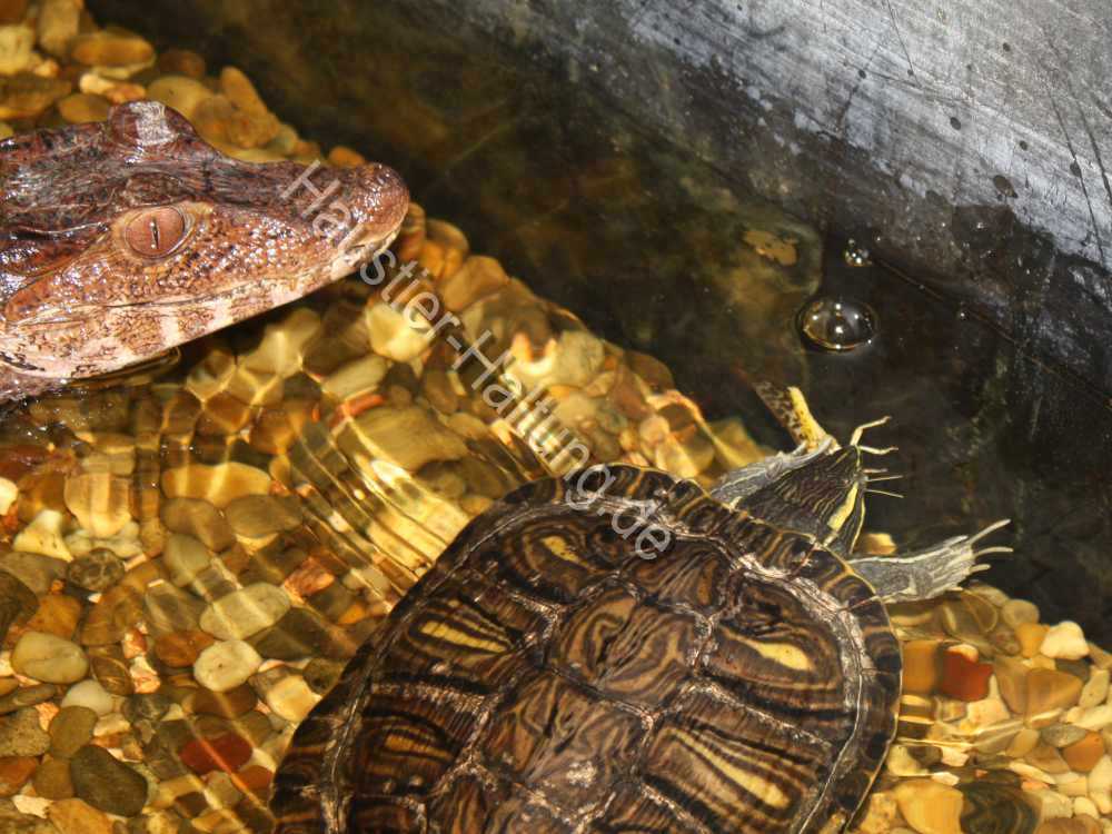 Kaiman Foto - Schildkröte schnappt Krokodil Heuschrecke weg