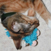 Katzenspielzeug mit Katzenminze - das lieben alle Katzen