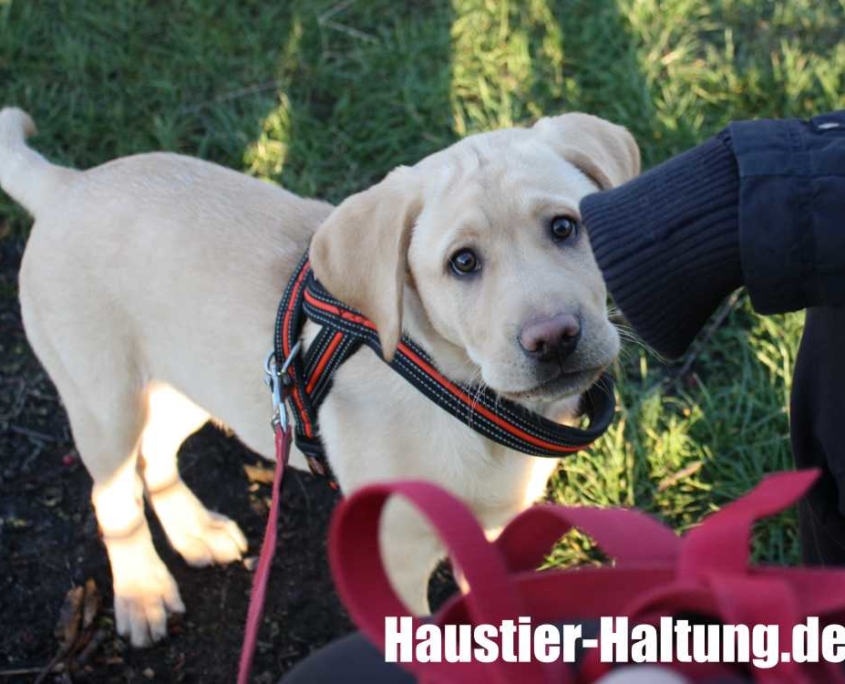 Hunde Archive haustierhaltung.de