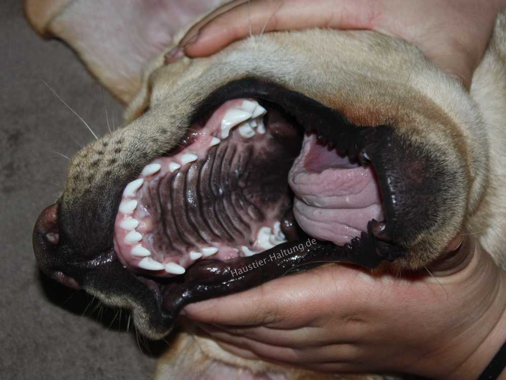 Hundegebiss Zahnwechsel: Labrador Welpe zeigt seine Milchzähne und bleibenden Zähne