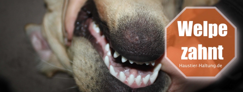 Welpe zahnt - Ratgeber, wie man dem Hund beim Zahnwechsel helfen kann