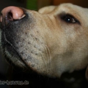 Hundekommandos lernen - Leckerli als Belohnung