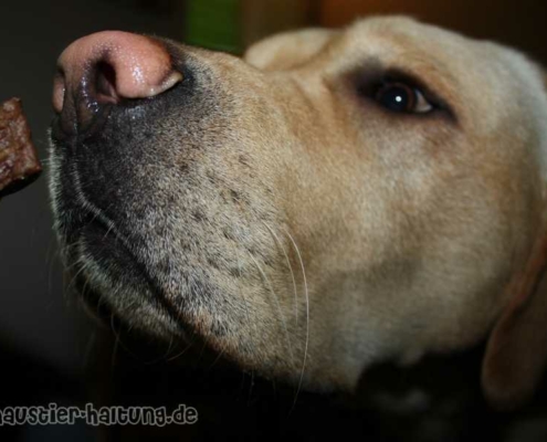 Hundekommandos lernen - Leckerli als Belohnung