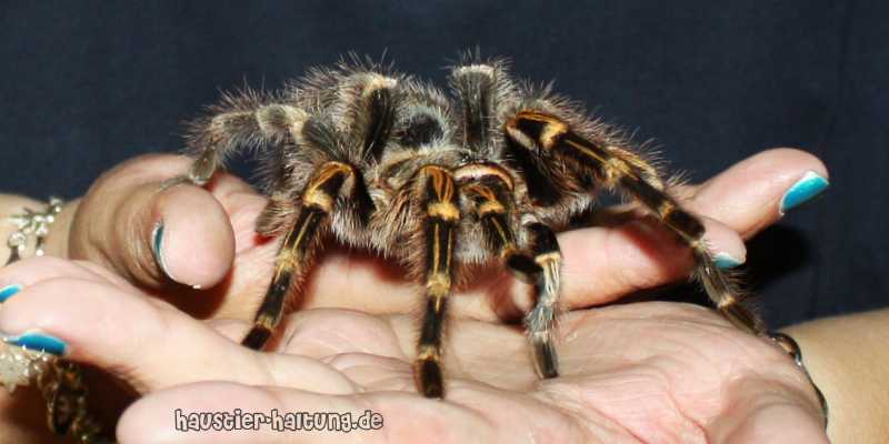 Konfrontationstherapie Spinnenphobie - so werden Sie Ihre Angst vor Spinnen los
