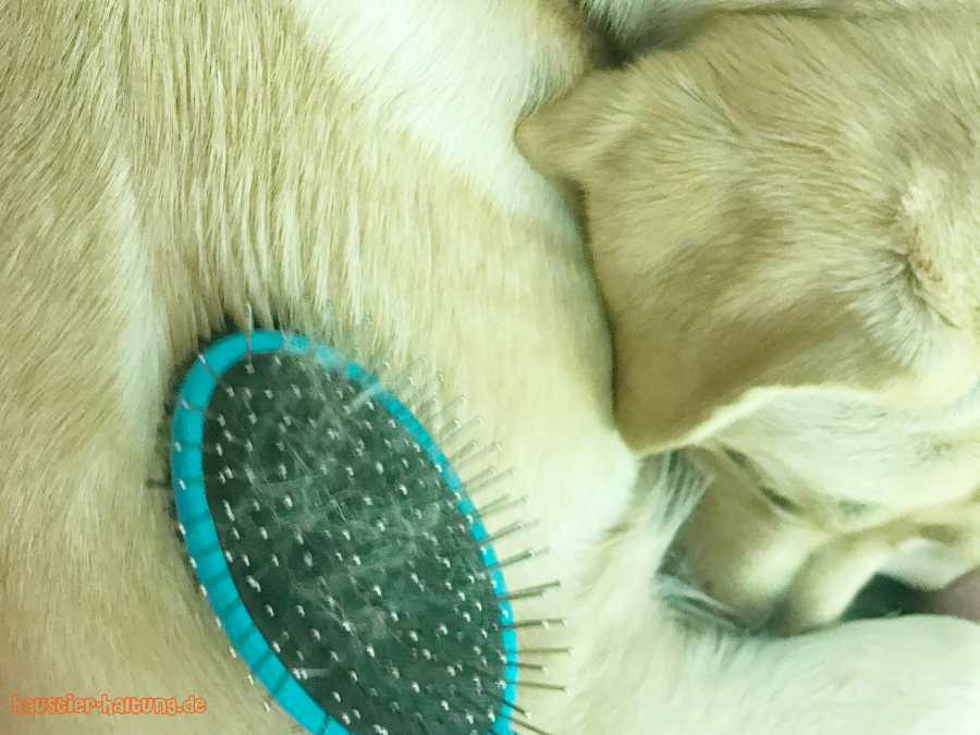 Haustier an Fellpflege gewöhnen - Fell bürsten Hund