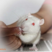 Ratte als Haustier - warum man den Nager einfach lieben muss