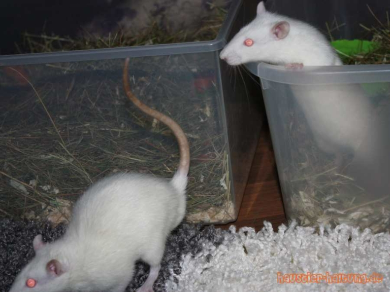 Haustier Ratten Ratte als Haustier: Wie wir uns in Ratten verliebt haben - süße Fotos