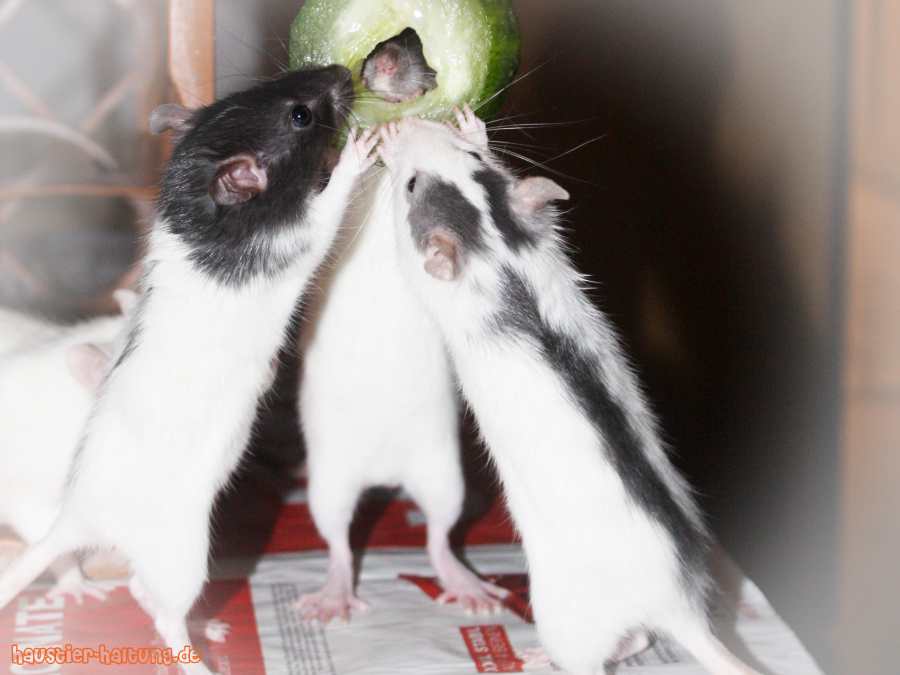 Rattenbabys knabbern an einer Gurke