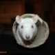 Ratten halten - was muss man bei Rattenhaltung beachten?