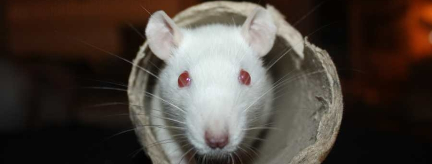 Ratten halten - was muss man bei Rattenhaltung beachten?