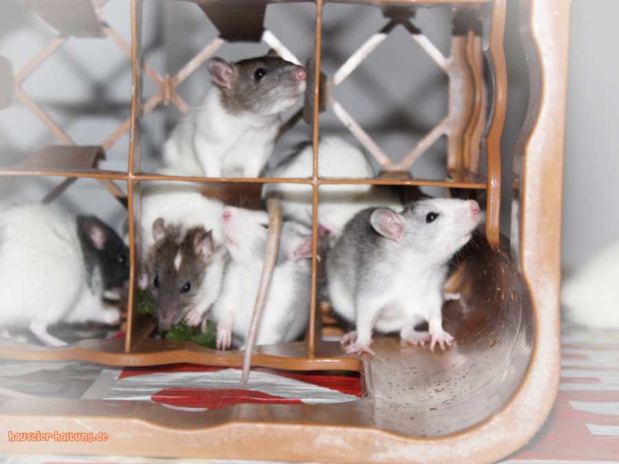 Wasserkasten als Spielplatz für Ratten