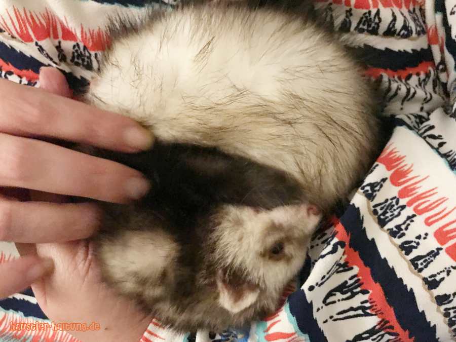 schlafendes Frettchen im Arm seiner Halterin