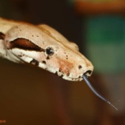 Tierischer Steckbrief: Boa constrictor als Haustier halten