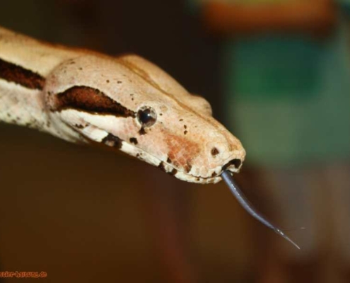 Tierischer Steckbrief: Boa constrictor als Haustier halten