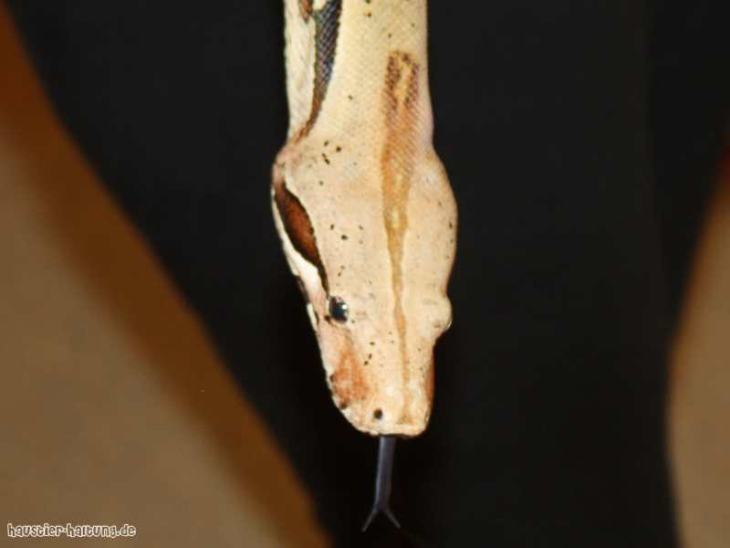 Foto einer Boa constrictor