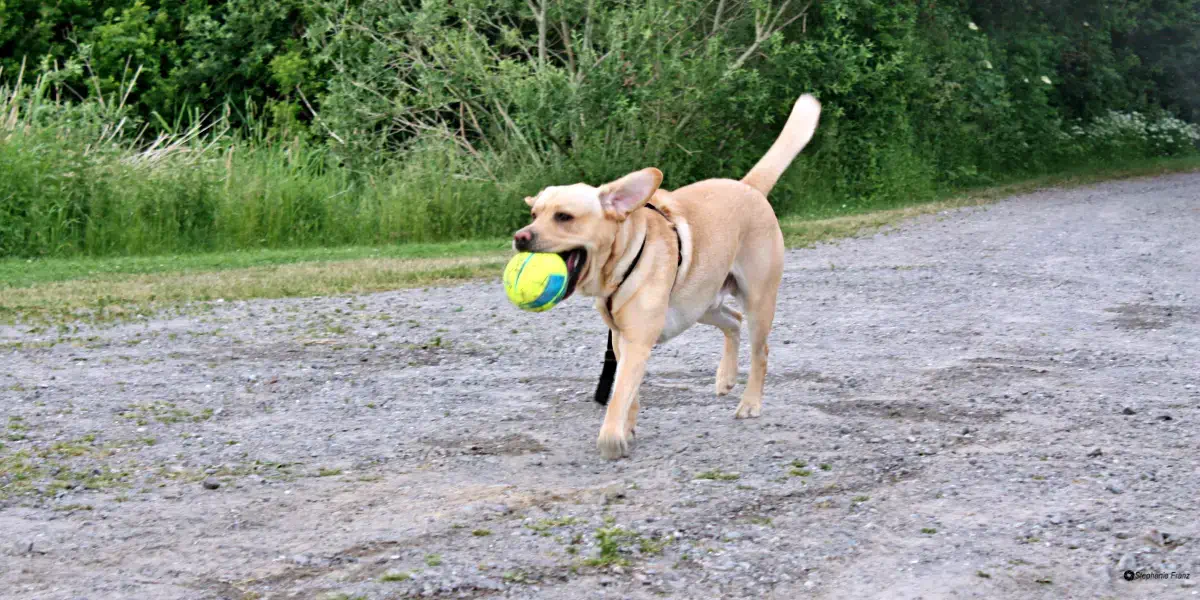 Vom Hund Ball apportieren lassen – schonend für den Körper