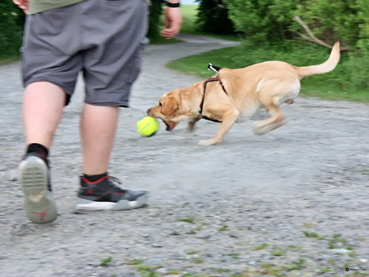 Wenn der Hund mit dem Ball spielt, wirken enorme Kräfte auf seinen Körper ein