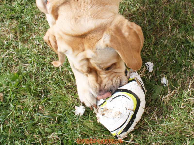 Dürfen Hunde Ball spielen: Hund macht Ball kaputt