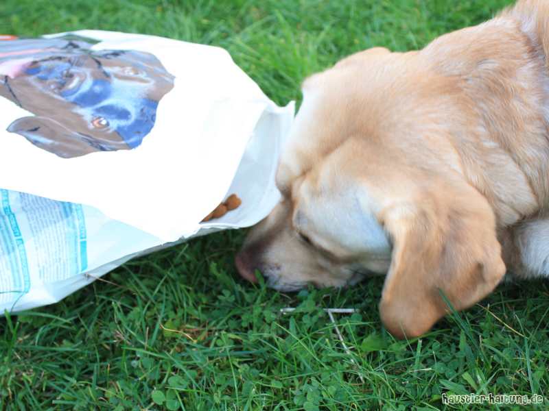Hills Hundefutter online kaufen - verschiedene Futtertypen für Ihren Hund