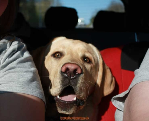 Urlaub mit Hund - so klappt die Reise im Auto