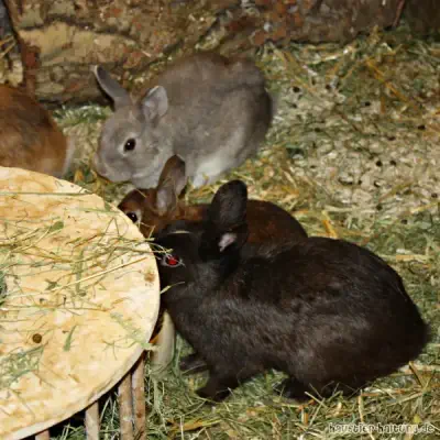 Süße Haustiere: Tipps für die Haltung von Kaninchen