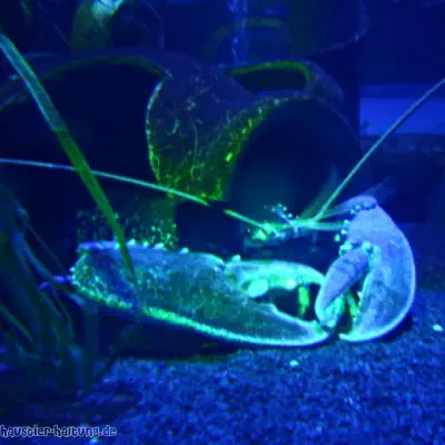 Einblick ins Aquarium: Krebs Haustierhaltung