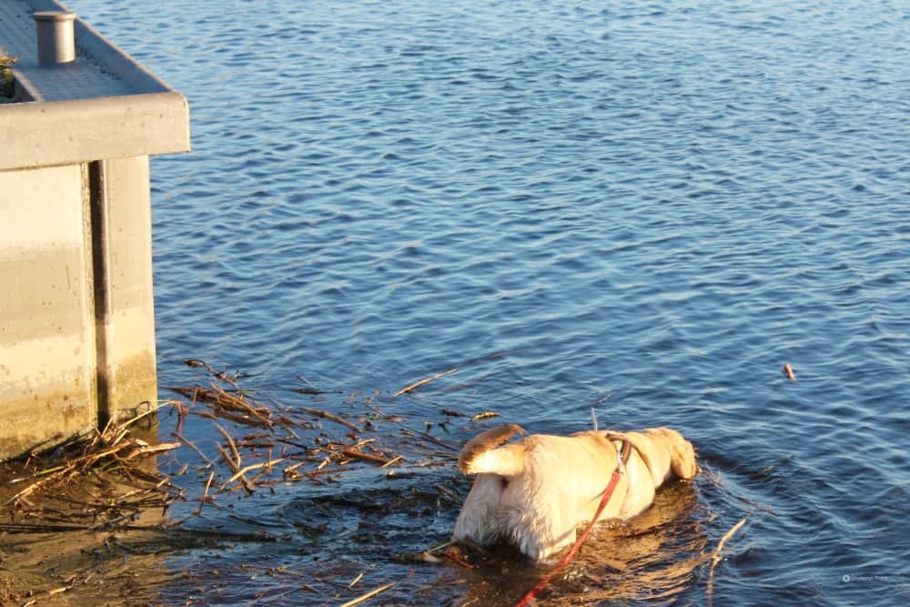 Geruch nasser Hund – mit Enzymreiniger entfernen
